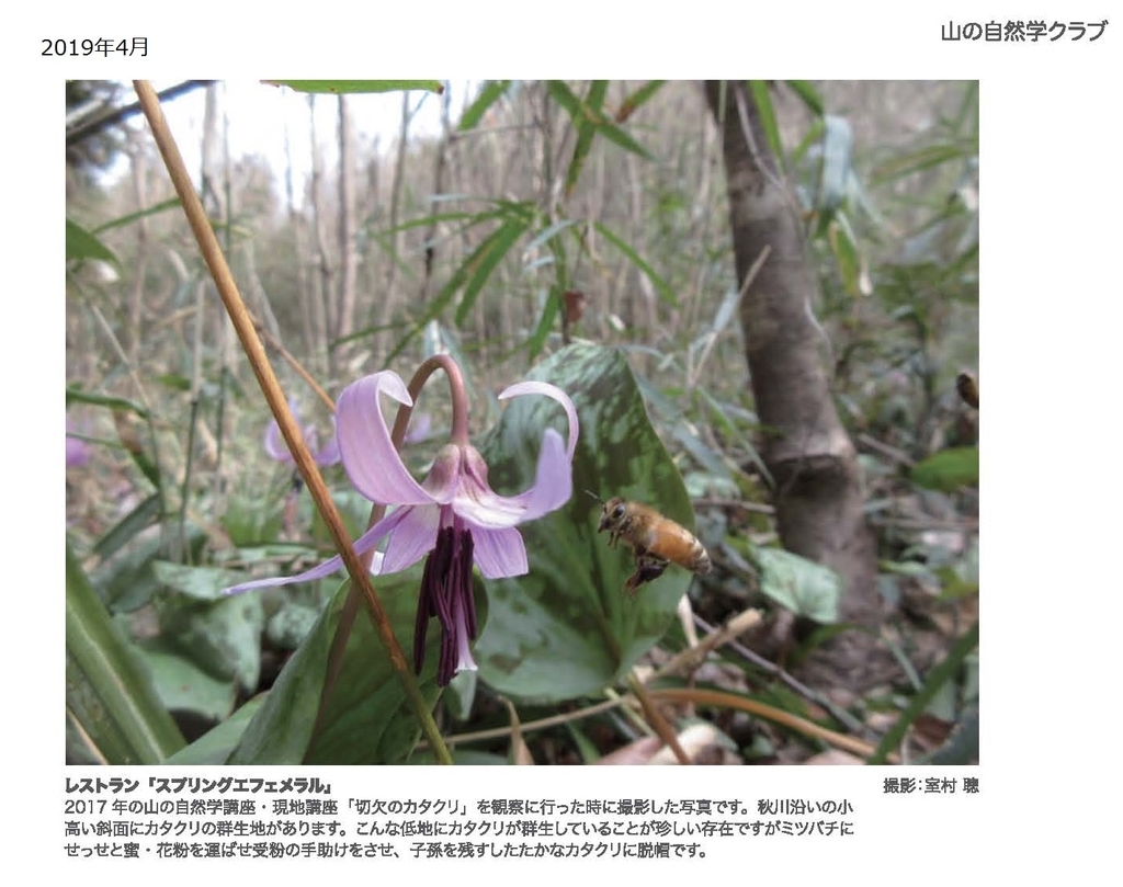 f:id:shizengaku:20190227171903j:plain