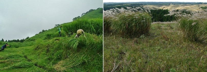 f:id:shizengaku:20190708144928j:plain