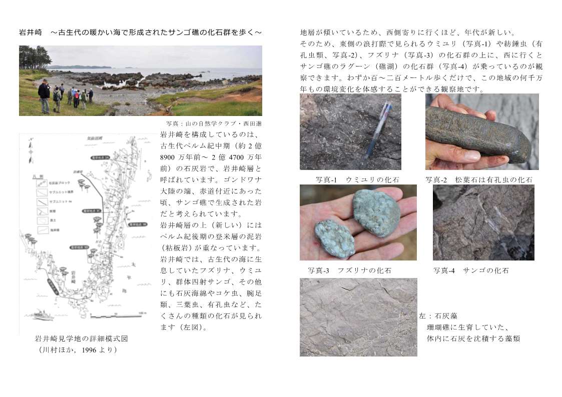 三陸自然学スポット紹介／岩井崎　～古生代の暖かい海で形成されたサンゴ礁の化石群を歩く～