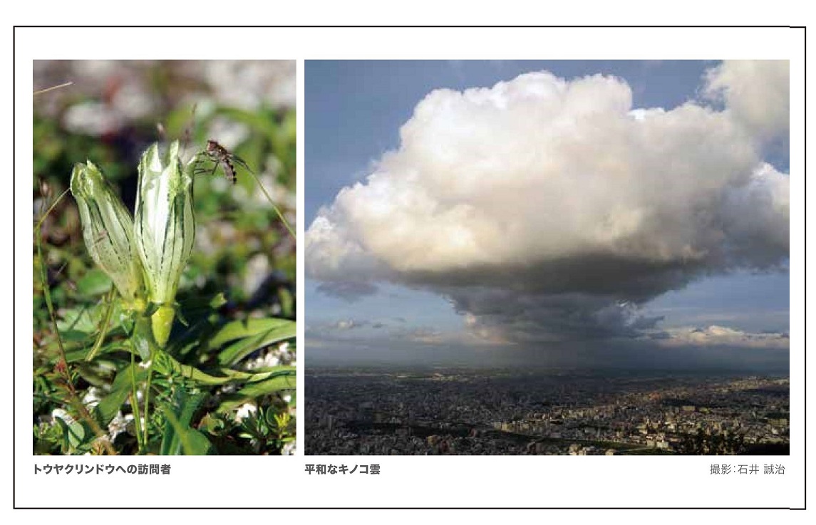 2023年8月/石井誠治・トウヤクリンドウへの訪問者 / 平和なキノコ雲(藻岩山にて)
