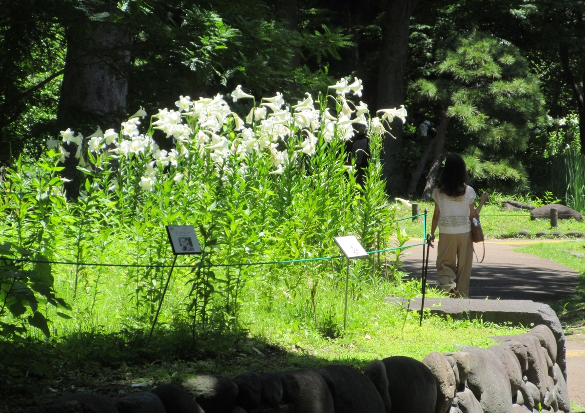 日比谷公園の百合の花」再びいや三度目でした - わっ おもしろい！
