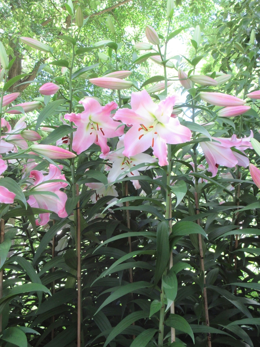 日比谷公園の百合の花」再びいや三度目でした - わっ おもしろい！