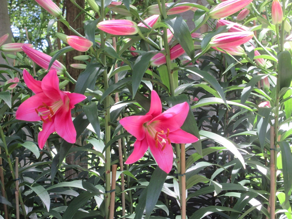 日比谷公園の赤い花 日比谷公園の百合の花」再びいや三度目でした - わっ おもしろい！