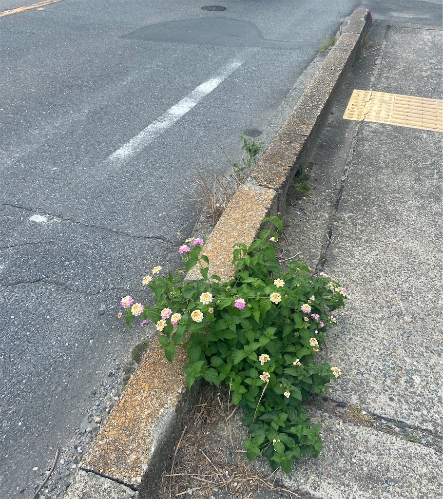 f:id:shizuku0815:20260714092709j:image f:id:shizuku0815:20260714092709j:image