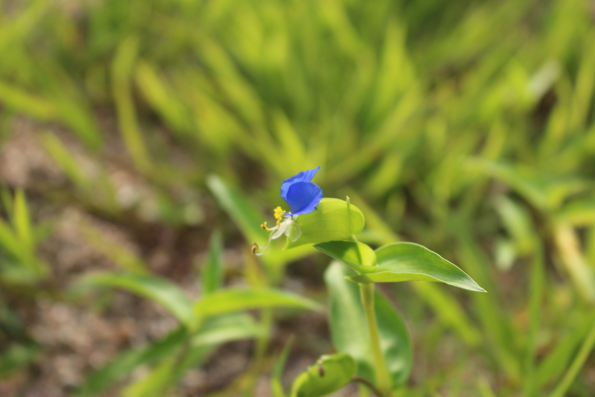 f:id:shizuku9:20190729151430j:plain f:id:shizuku9:20190729151430j:plain