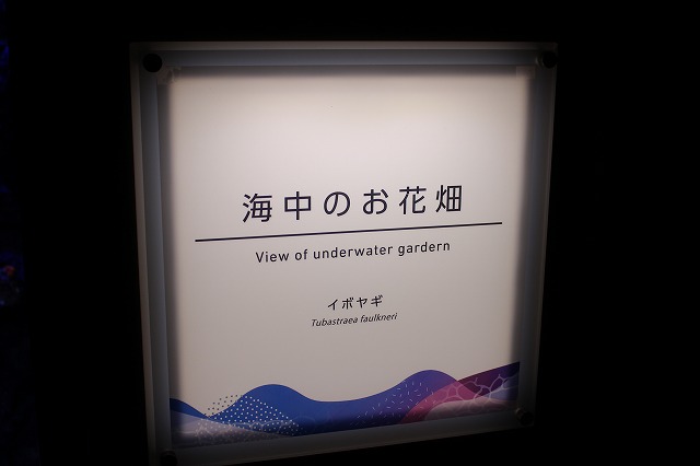 f:id:shizuku9:20200608140347j:plain