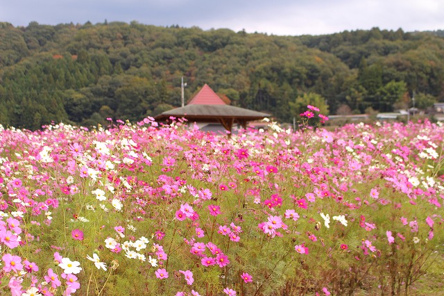 f:id:shizuku9:20201105150101j:plain