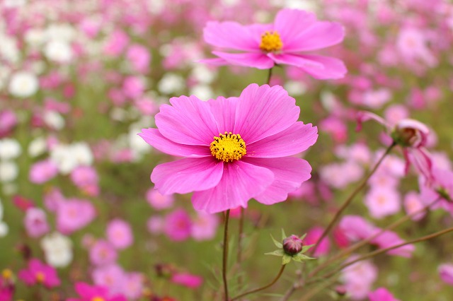 f:id:shizuku9:20201105150110j:plain