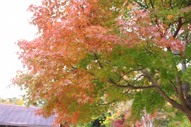 f:id:shizuku9:20201105151345j:plain