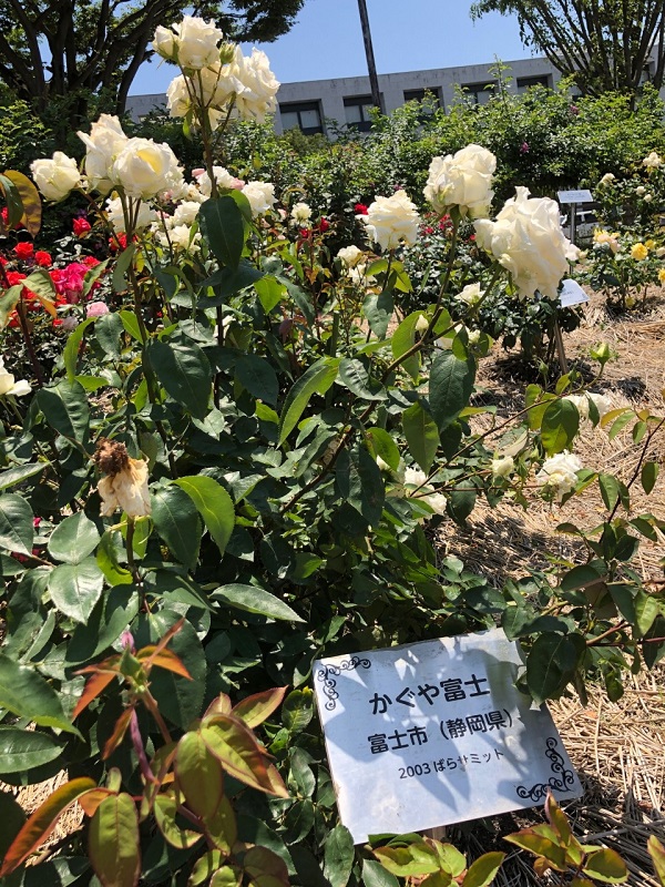 f:id:shizuokan:20190519082825j:plain