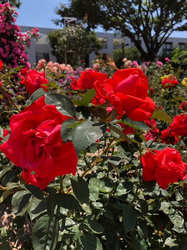 f:id:shizuokan:20190519082906j:plain