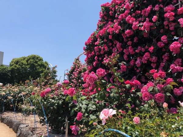 f:id:shizuokan:20190519091815j:plain