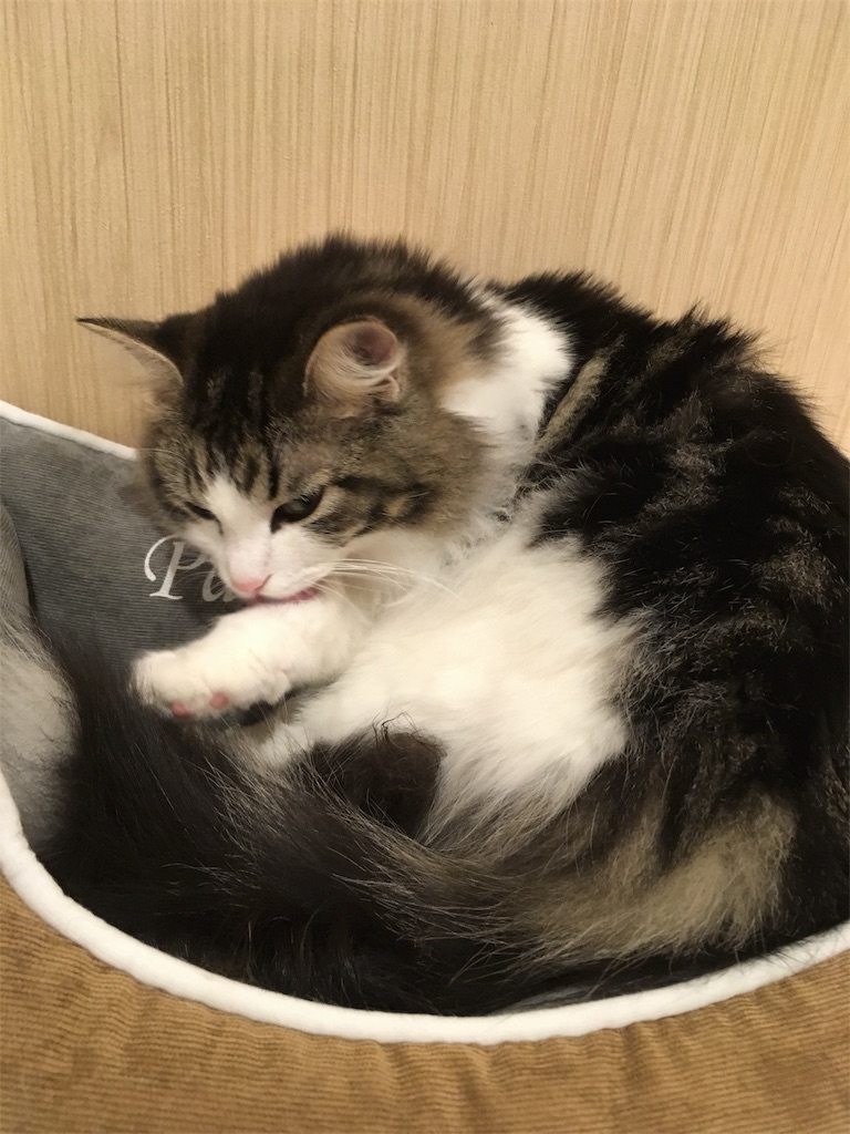 f:id:shizuruchan:20181018084707j:image f:id:shizuruchan:20181018084707j:image