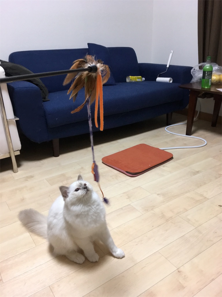 f:id:shizuruchan:20181024081832j:image f:id:shizuruchan:20181024081832j:image