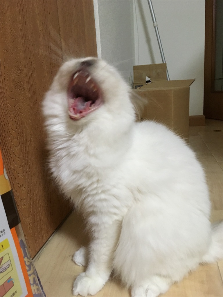 f:id:shizuruchan:20181024083507j:image f:id:shizuruchan:20181024083507j:image