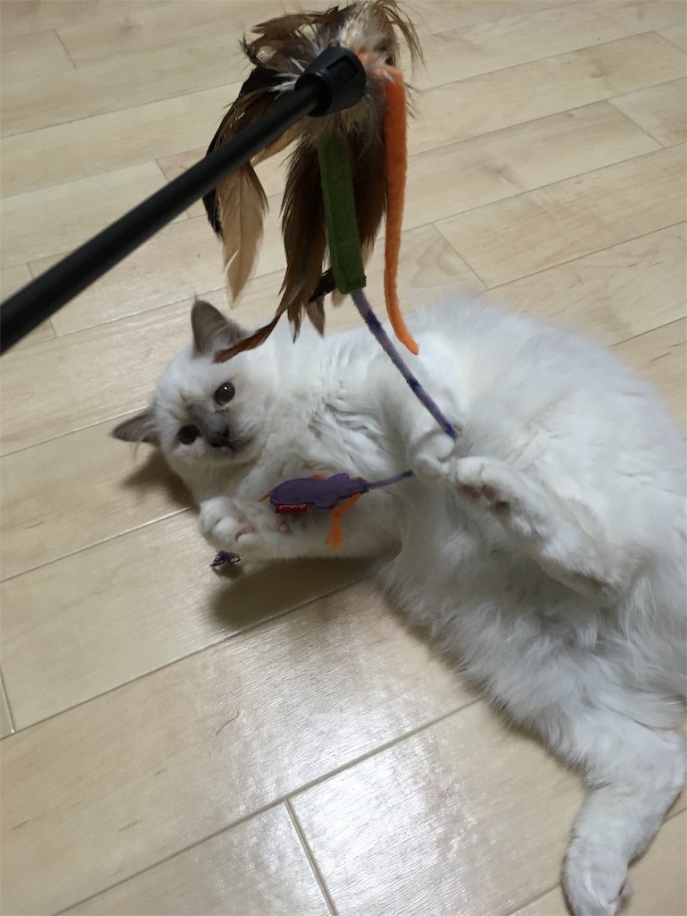 f:id:shizuruchan:20181024083518j:image f:id:shizuruchan:20181024083518j:image