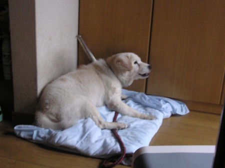 f:id:shjsbt:20140119102320j:image:w640