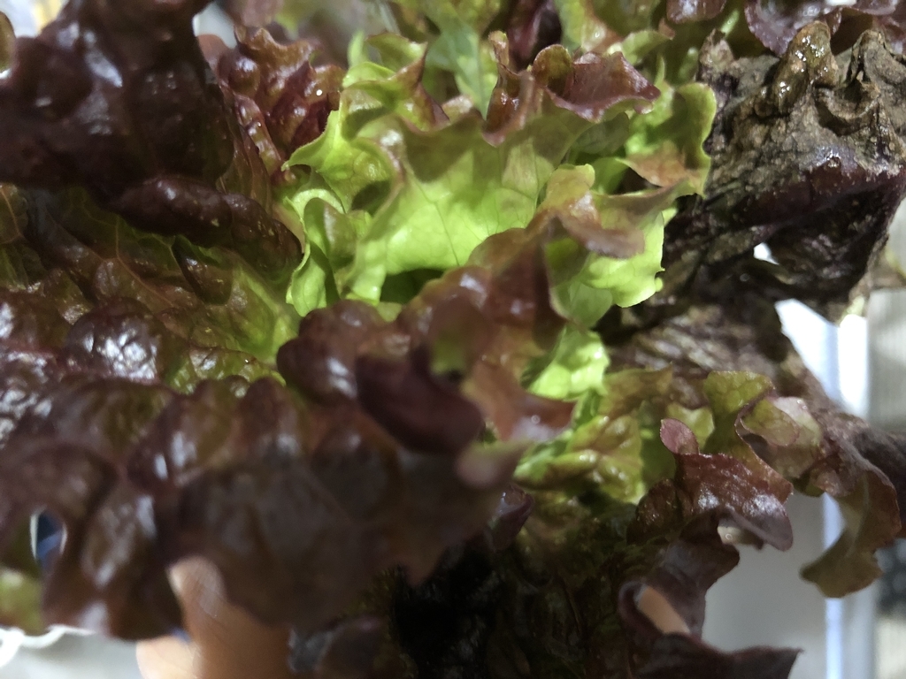 f:id:shnreal:20190222130926j:plain