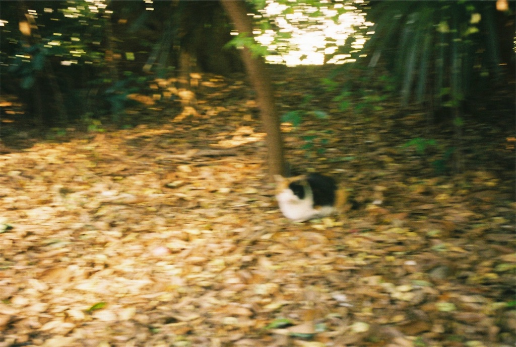 f:id:shnt:20181115145738j:image