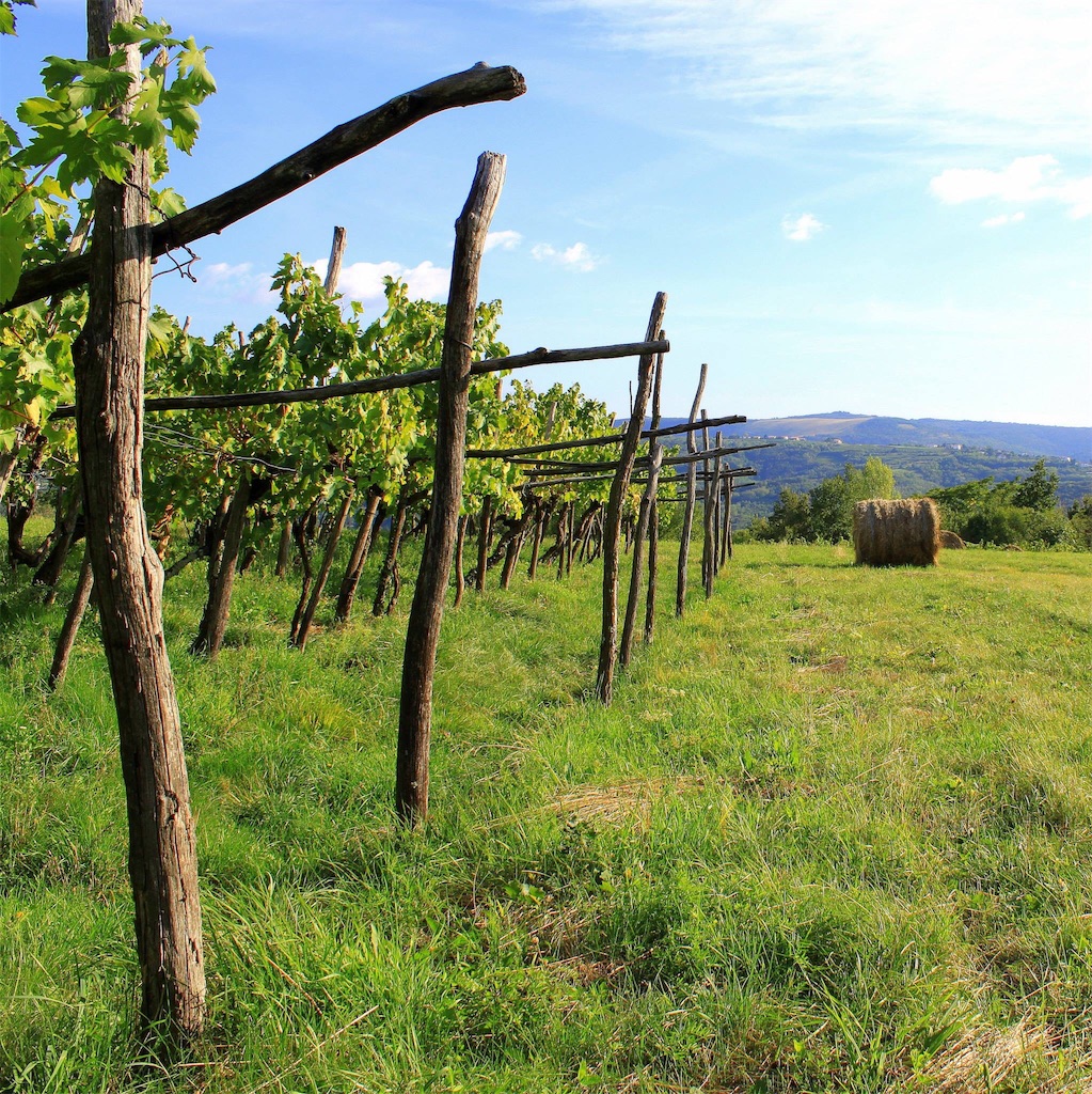 f:id:sho-hashizume:20160928120557j:image f:id:sho-hashizume:20160928120557j:image