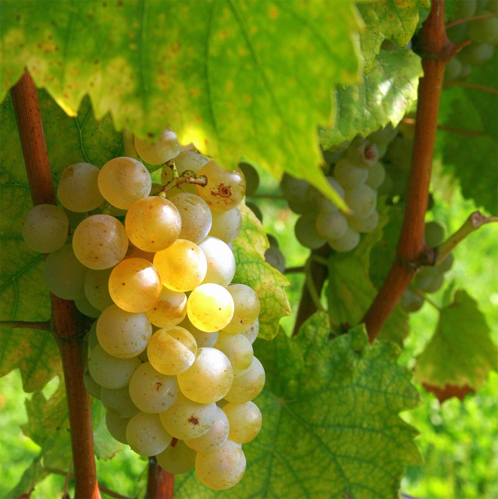 f:id:sho-hashizume:20160928120621j:image f:id:sho-hashizume:20160928120621j:image