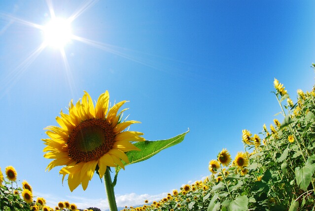 f:id:sho11070714:20180714084138j:plain