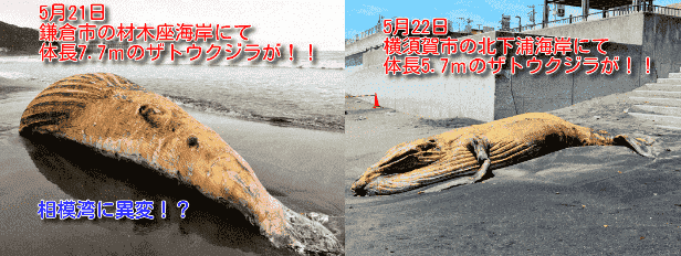 f:id:sho11070714:20190523083858p:plain f:id:sho11070714:20190523083858p:plain
