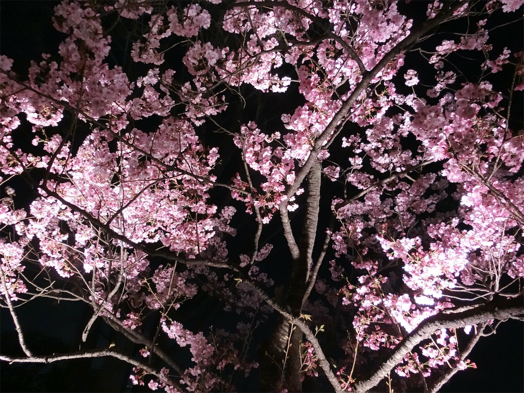 f:id:sho5_919:20190328081407j:image