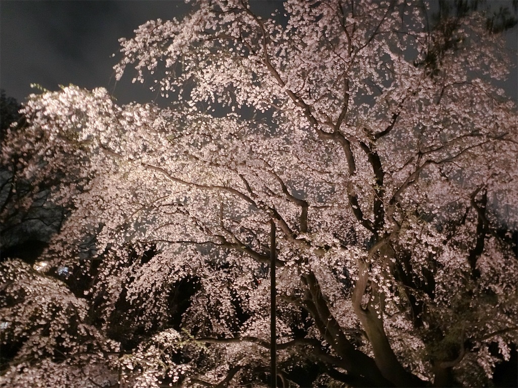 f:id:sho5_919:20190329081420j:image