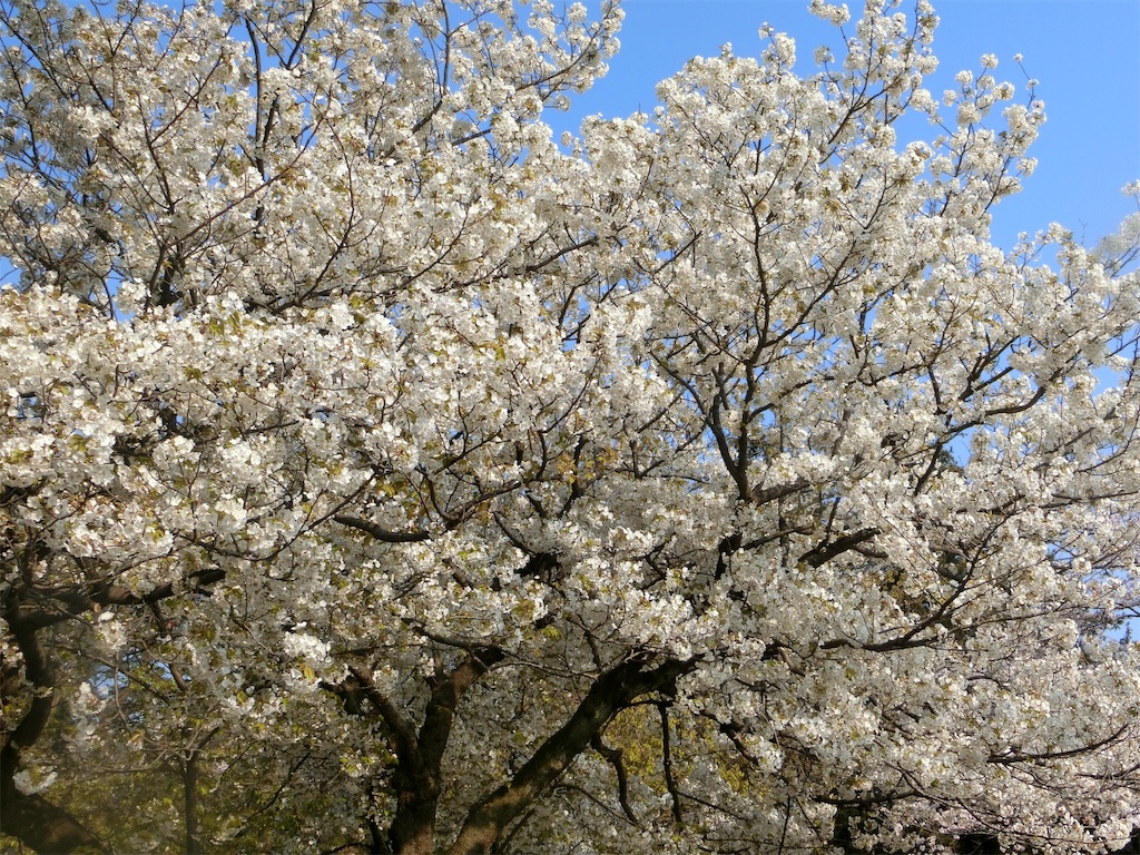 f:id:sho5_919:20190406193337j:image f:id:sho5_919:20190406193337j:image