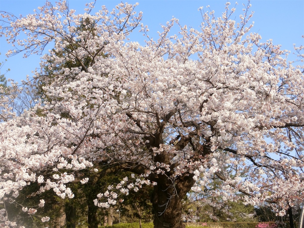 f:id:sho5_919:20190406193352j:image f:id:sho5_919:20190406193352j:image