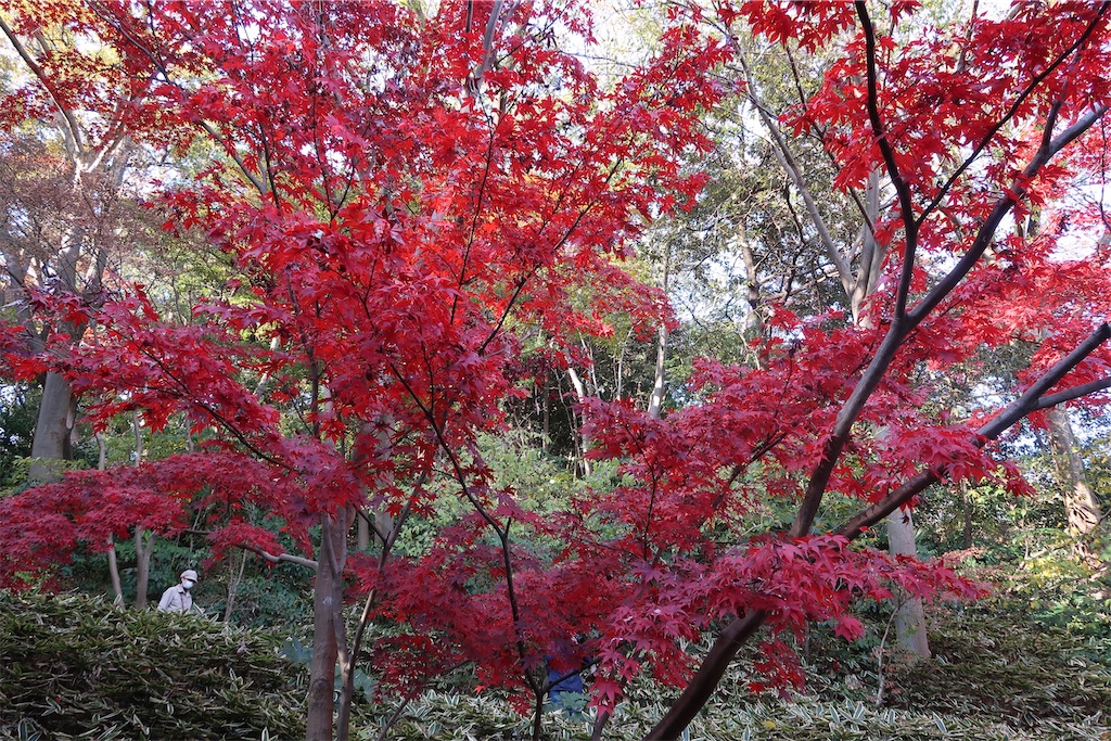 f:id:sho5_919:20201208143819j:image