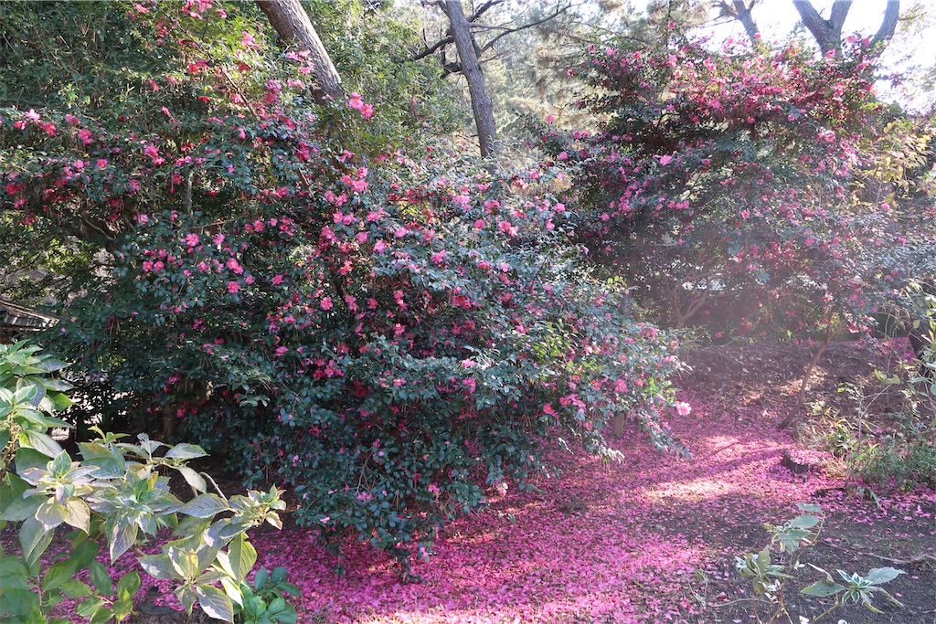 f:id:sho5_919:20201208143827j:image