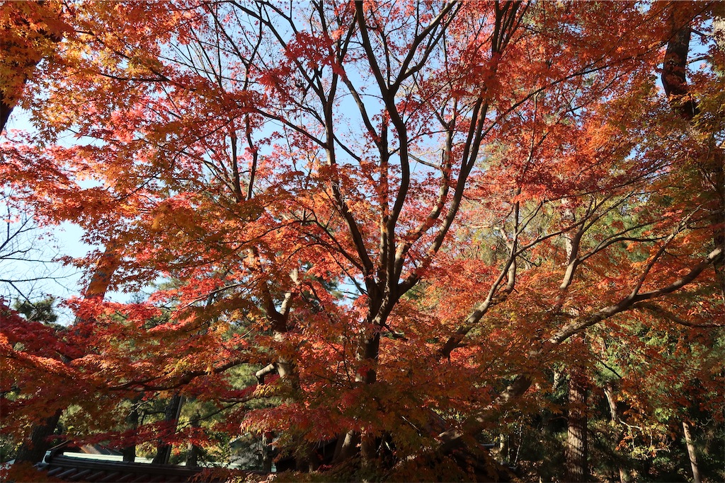 f:id:sho5_919:20201208143834j:image
