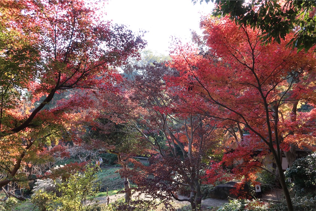f:id:sho5_919:20201208143934j:image