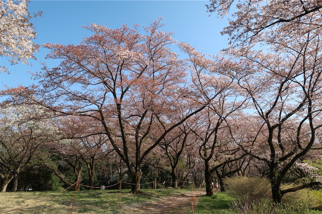 f:id:sho5_919:20220408185514j:image f:id:sho5_919:20220408185514j:image