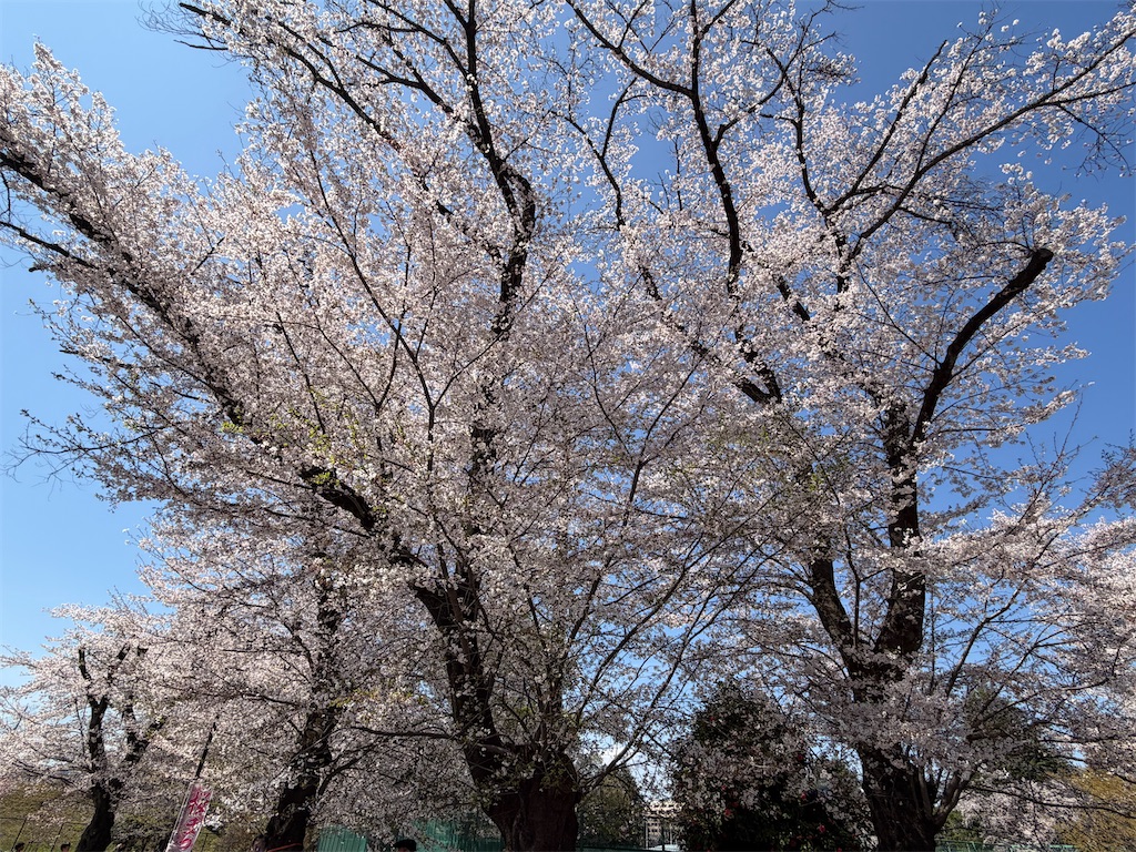 f:id:sho5_919:20260403151202j:image f:id:sho5_919:20260403151202j:image