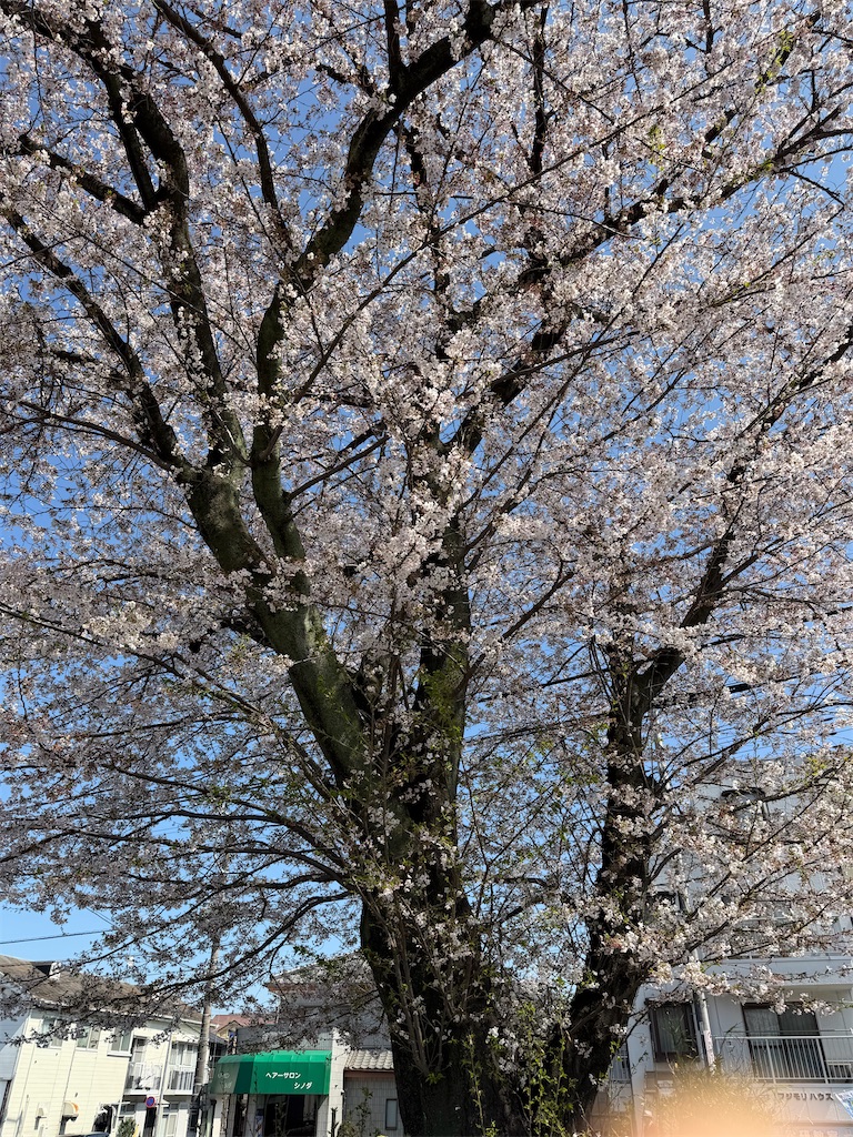f:id:sho5_919:20260403151248j:image f:id:sho5_919:20260403151248j:image
