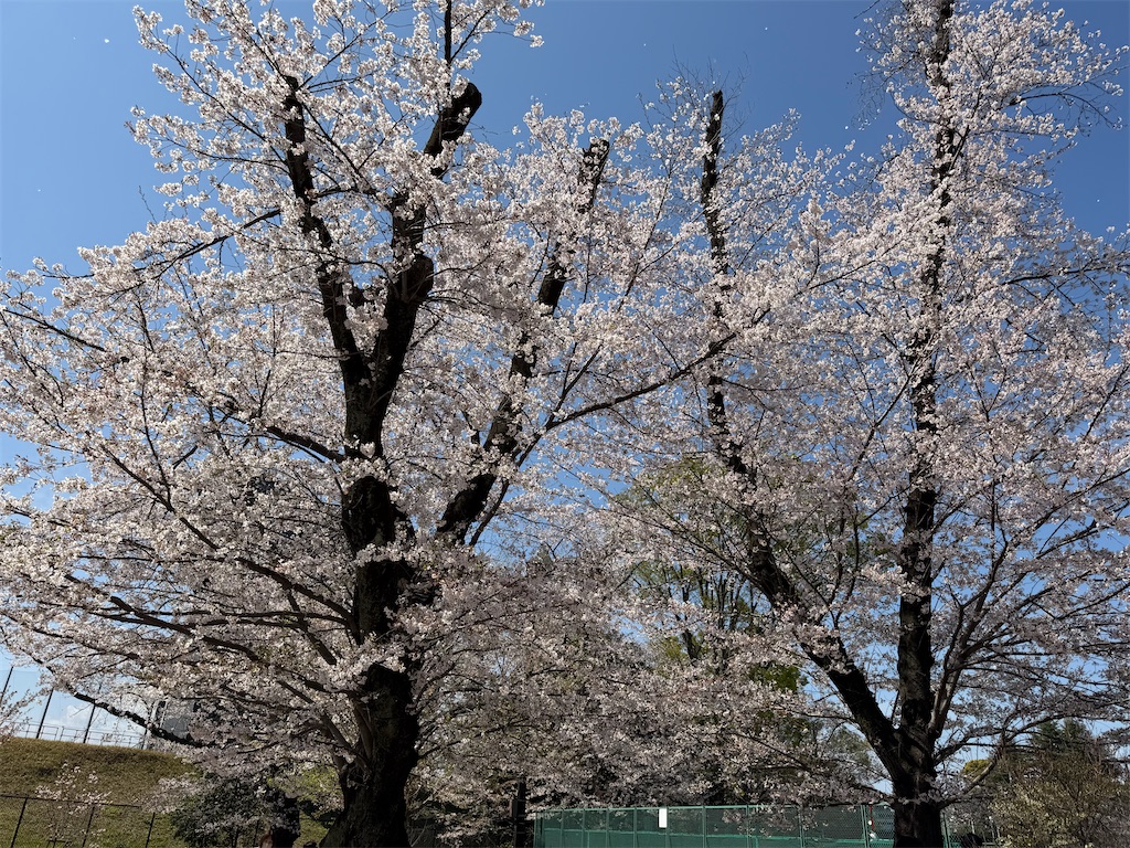 f:id:sho5_919:20260403151358j:image f:id:sho5_919:20260403151358j:image