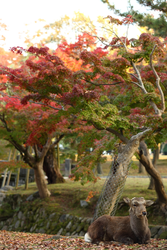 f:id:sho_ishi:20161112161232j:plain