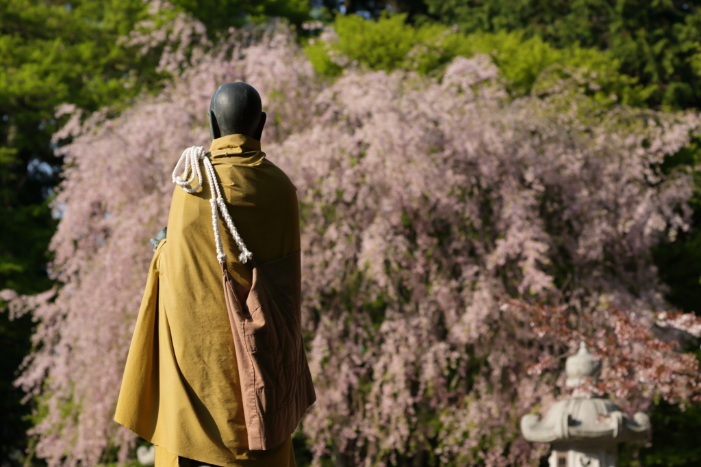 比叡山延暦寺の遅咲きの桜が満開 しょうたろーブログ