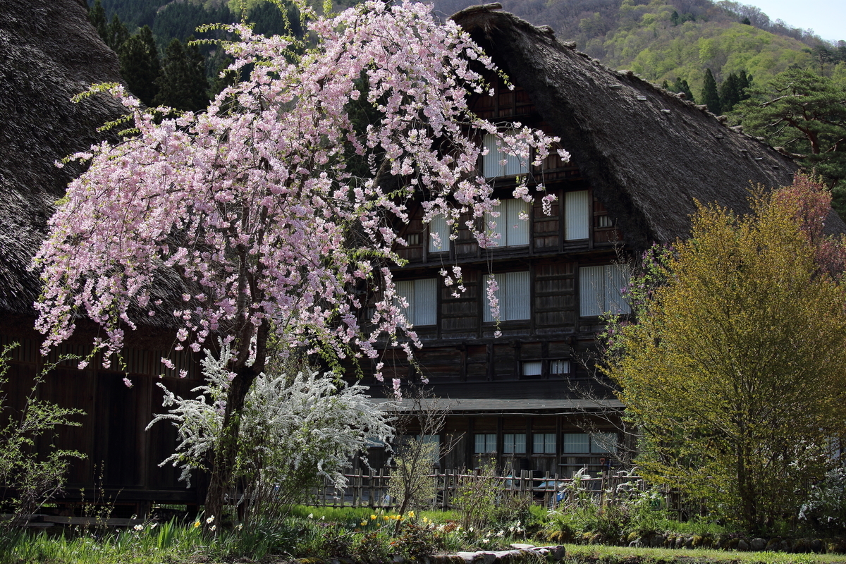 f:id:sho_ishi:20190428093739j:plain
