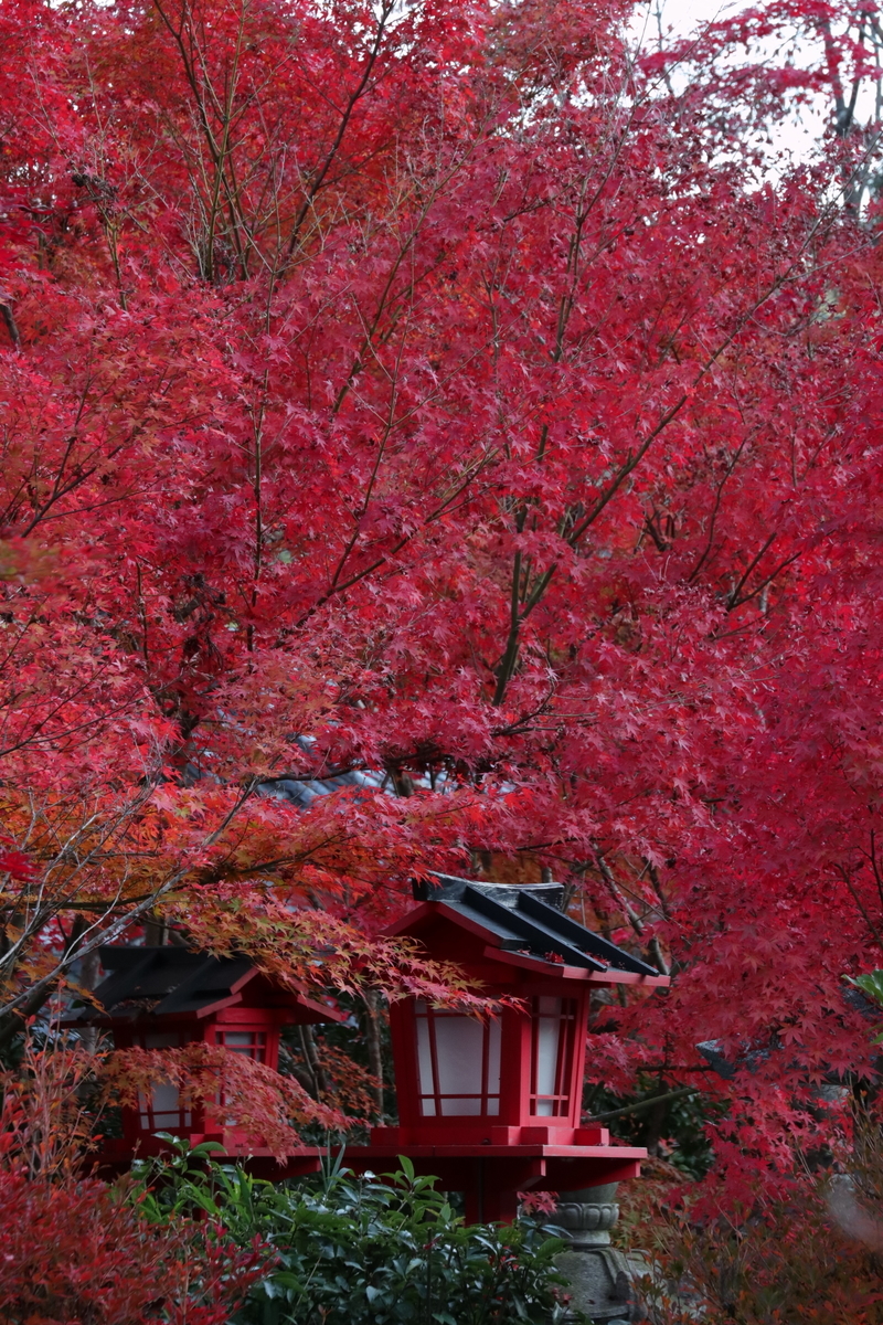 f:id:sho_ishi:20191116153856j:plain