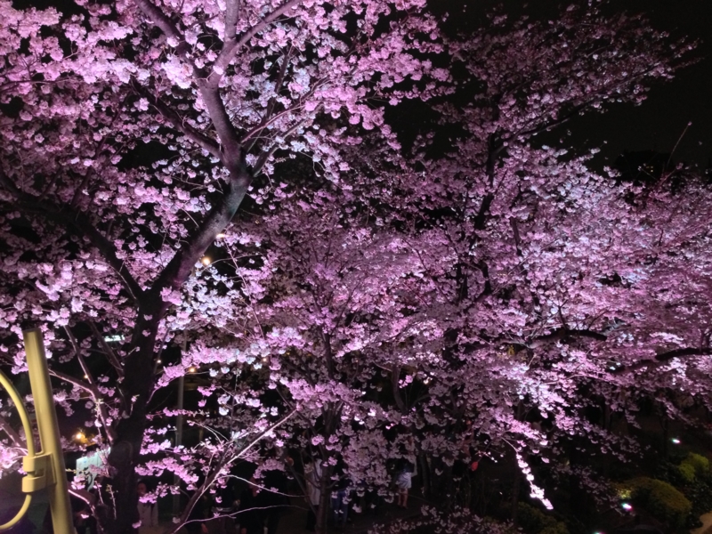 f:id:sho_oza:20130323223703j:image:w400 f:id:sho_oza:20130323223703j:image:w400