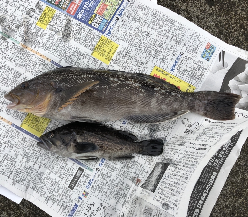北海道の根魚は大物が多い - 塩ジャケ好きやねん