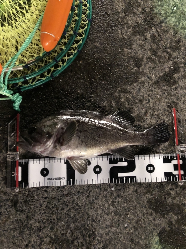 夜釣り 苫小牧西港菱中造船所跡 ソイ良型 塩ジャケ好きやねん 夜釣り 苫小牧西港菱中造船所跡 ソイ良型 塩ジャケ好きやねん