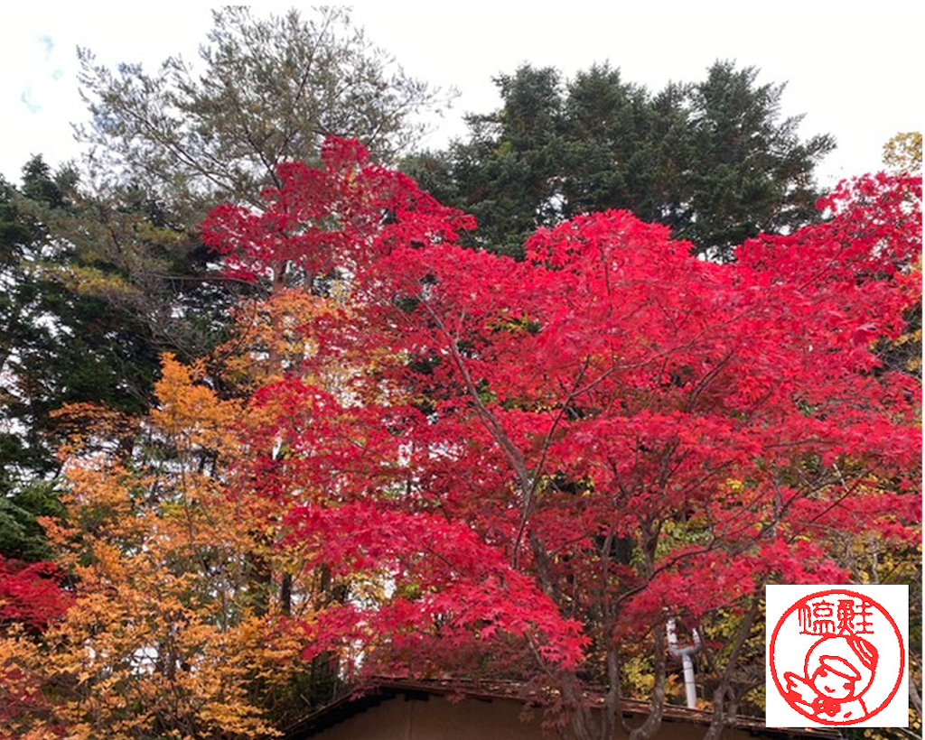 紅桜公園で紅葉 とクラフトジン 塩ジャケ好きやねん