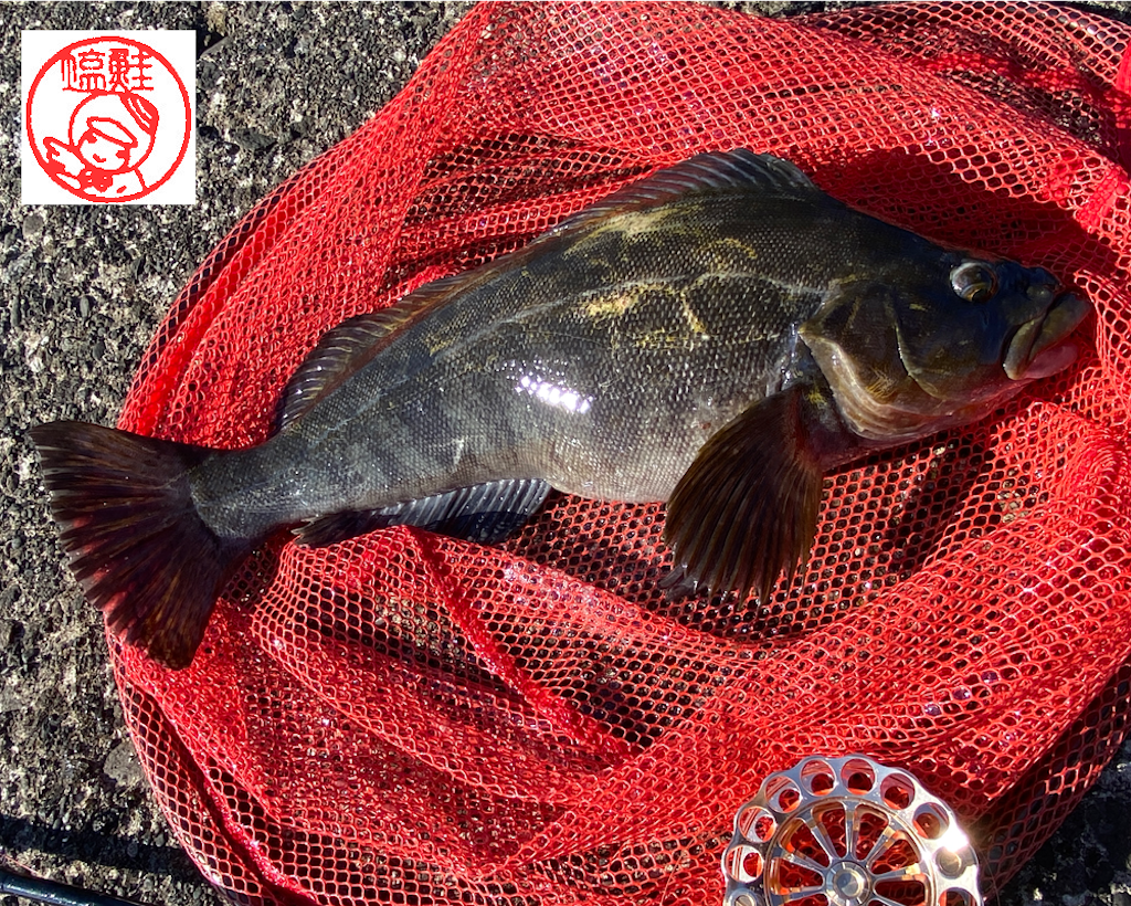 落とし込み釣りで釣ったアイナメ(室蘭沖北防波堤)