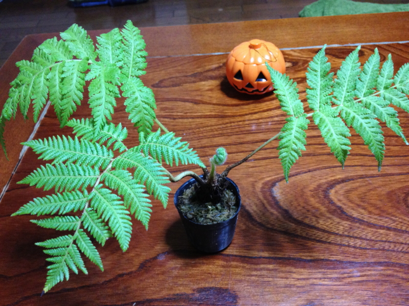 f:id:shobuno:20111027231324j:image