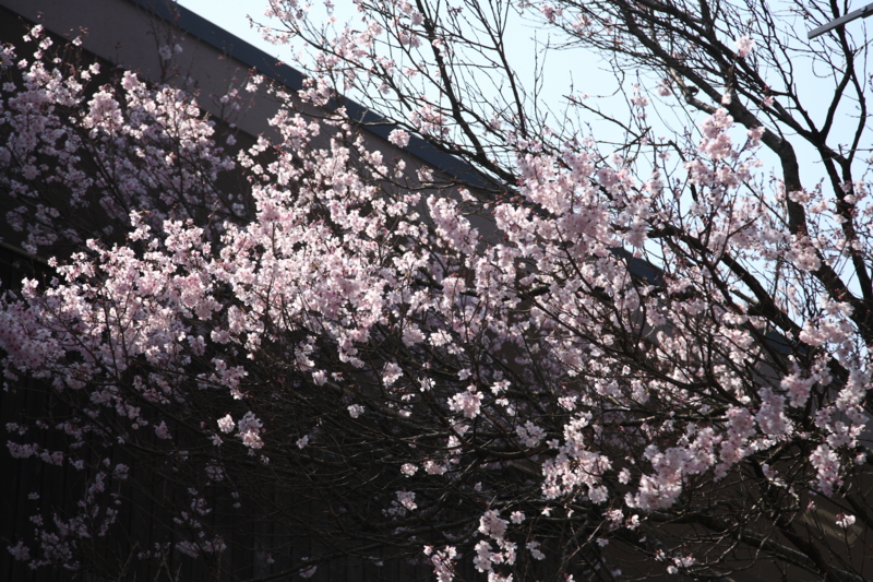 f:id:shobuno:20140328112042j:plain